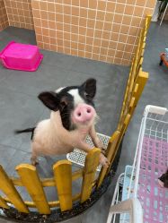 -Moni星球萌宠·小马宝莉·灵蛇·高端高阶全萌宠互动体验俱乐部(红豆国际广场店)