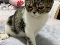 -宠物寄养训练学校