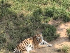-西霞口神雕山野生动物世界