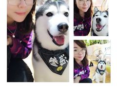 -Husky Go! 哈士奇体验馆·宠物咖啡厅狗咖