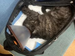 -芭比堂宠物医院·全科爱猫医院·仁德分院