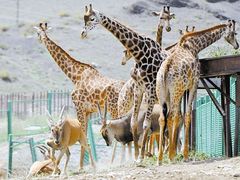 -新疆天山野生动物园