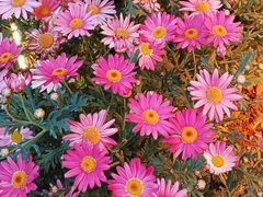 -木王宴语·野生鲜菌火锅(玉河店)