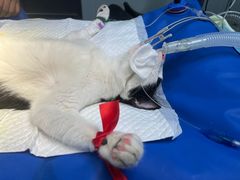 -创凡宠物医院·骨专科  猫科中心(西乡分院)
