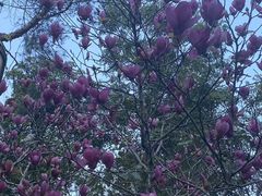 -广州市流溪河国家森林公园