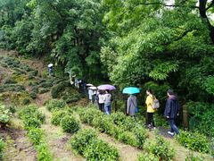 -十八棵（老龙井）御茶园(老龙井店)