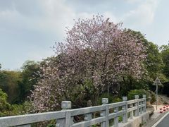 -广州市白云山风景名胜区
