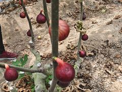 -尚果生态采摘园