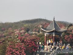 -贵州百里杜鹃风景名胜区