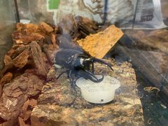 -Rabbit Cafe私房西餐甜点咖啡(栖霞路店)