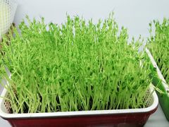 -番食园鲜食火锅(高新店)