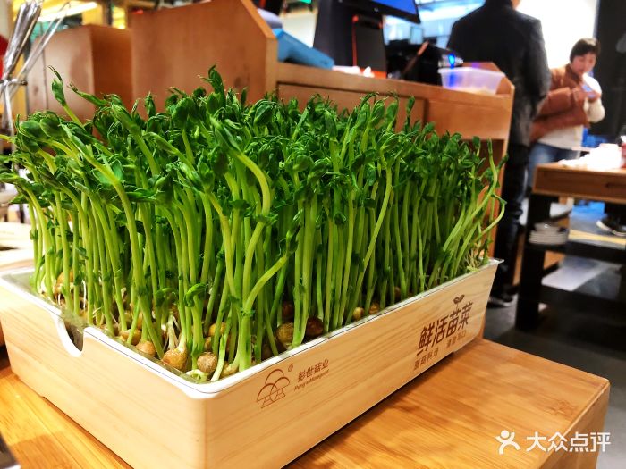 熊猫老灶火锅(中庚漫游城店)豆苗图片