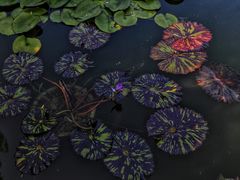 -国家植物园