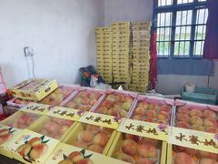 -南汇水蜜桃采摘(大团店)