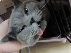 -爱侣·安琦尔宠物医院·中兽医针灸·心内科·狂犬免疫点(宝山区院)