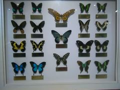 android_upload_pic-上海昆虫博物馆