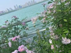 -天鹅湖体育公园