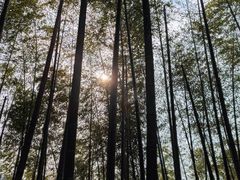 -宁波浙东大竹海景区