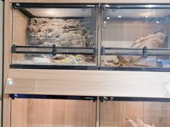 -酷以爬仙阁实体爬宠店·守宫·蜥蜴·专业繁育