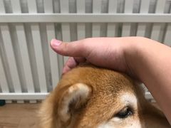 -CHEZ JASMINE 茉莉的氧气厨房