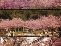 -新江湾城公园