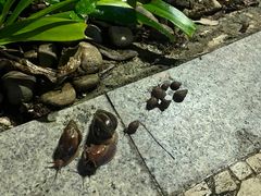 -三亚亚龙湾雅高美爵酒店