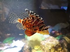 -悉尼海洋生物水族馆