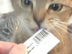 -楼上猫咖(罗湖店)