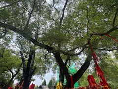 -大槐树寻根祭祖园