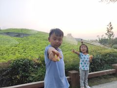 -合肥滨湖国家森林公园