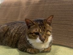 -御宝贝·A梦猫科宠物医院(国际猫友好医院)