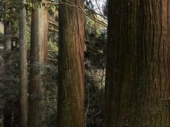 -天目山大树王景区