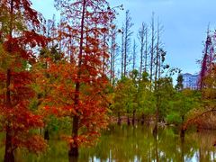 -上海长兴岛郊野公园