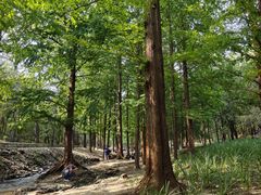 -白水寺森林公园