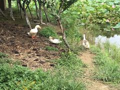 -苏州环秀晓筑养生度假村