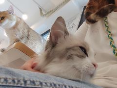 -有喵·猫咖·狗咖·30几只猫10只小狗(岗厦店)