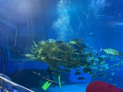 -太平洋海底世界