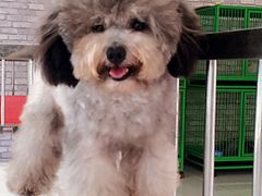-皇家名犬舍