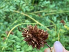 -大兴滨河森林公园