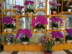 -松山湖梦幻百花洲