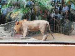 -清迈夜间动物园