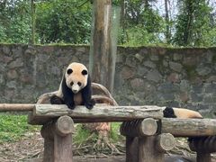 -都江堰中华大熊猫苑