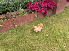 -西安浐灞艾美酒店·汉江餐厅·火锅