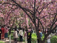 -西安青龙寺遗址景区