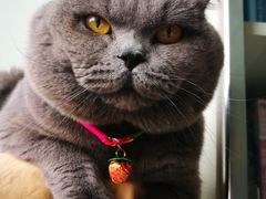 -宠爱国际动物医院· 猫科· 外科·中兽医(长白店)