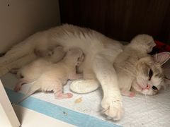 -山宅一喵德文卷毛猫舍