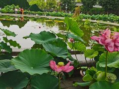 -莲花池公园