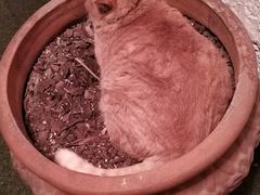 -Sirena海妖日咖夜酒