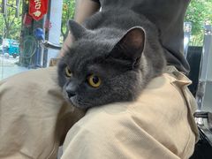-四月宠物医院·猫专科·心脏专科·内科(转塘店)