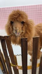 -Moni星球萌宠·小马宝莉·灵蛇·高端高阶全萌宠互动体验俱乐部(红豆国际广场店)